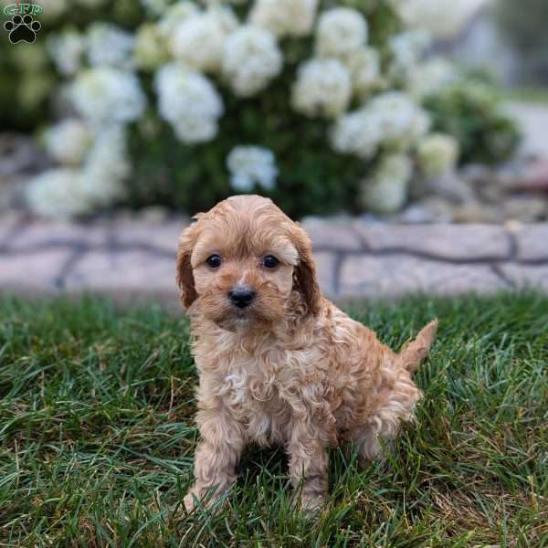 Halli, Cavapoo Puppy