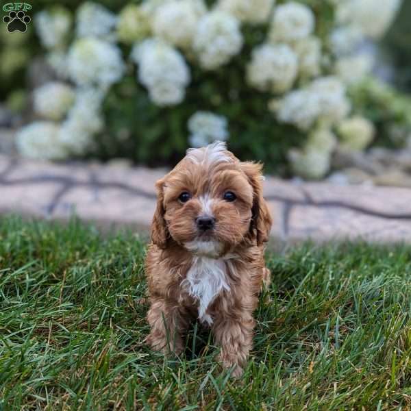 Henry, Cavapoo Puppy