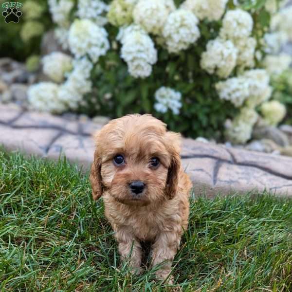 Harley, Cavapoo Puppy