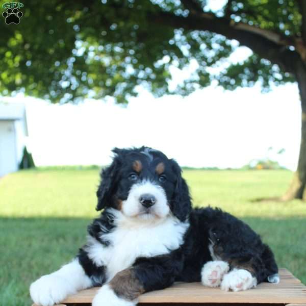 Hank, Bernedoodle Puppy