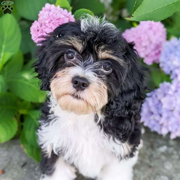 Arie, Cavachon Puppy