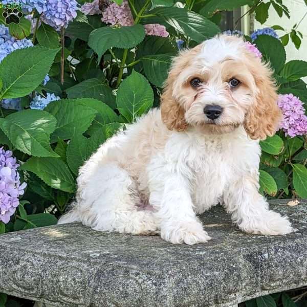 Milo, Cavachon Puppy