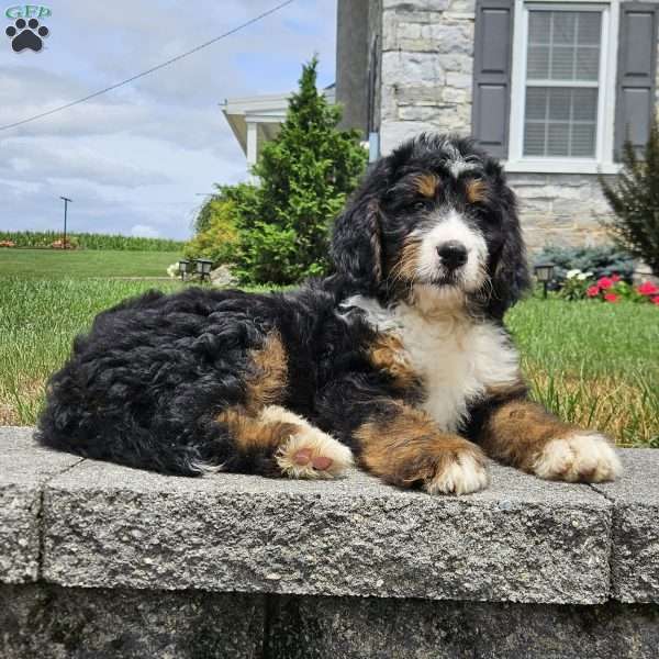 Hailey, Bernedoodle Puppy