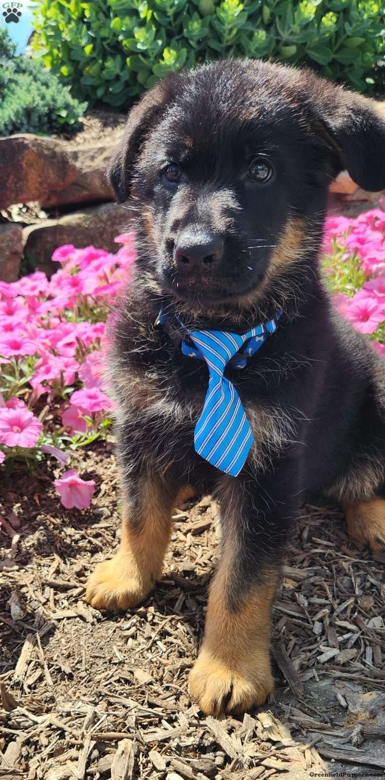 Bluey German Shepherd Puppy For Sale in Pennsylvania