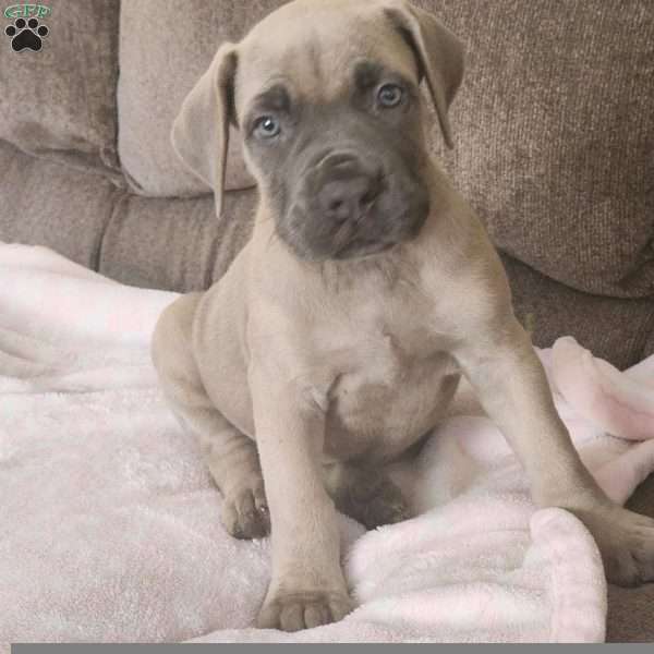 SMURFET, African Boerboel Puppy