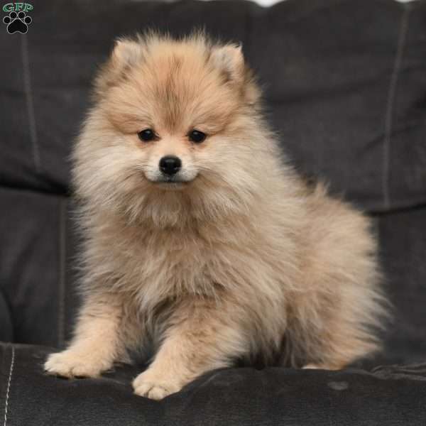 Sammy - Pomeranian Puppy For Sale in Ohio