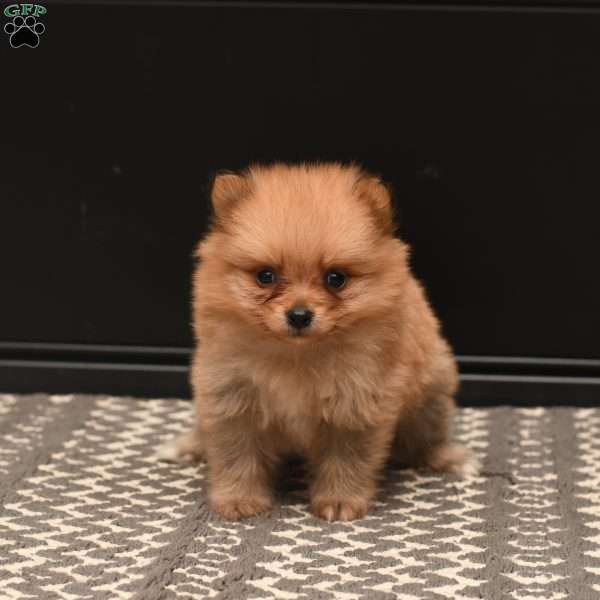 Georgia, Pomeranian Puppy