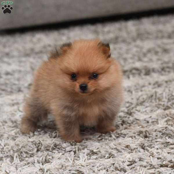 Grady, Pomeranian Puppy