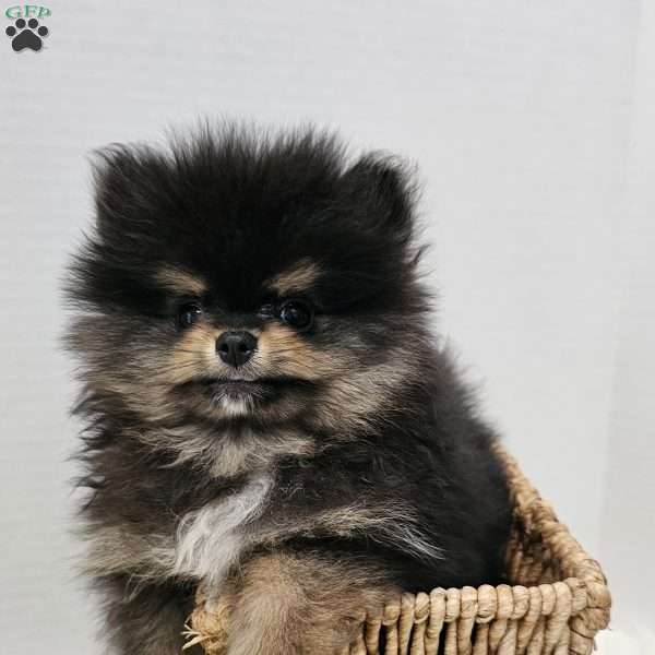 Baby Cakes, Pomeranian Puppy