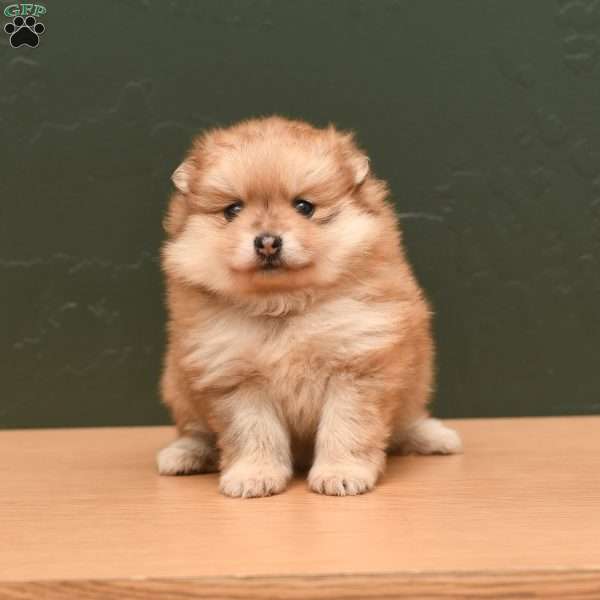 Pixie, Pomeranian Puppy