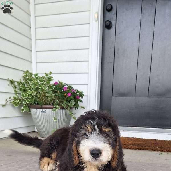 Rio, Bernedoodle Puppy