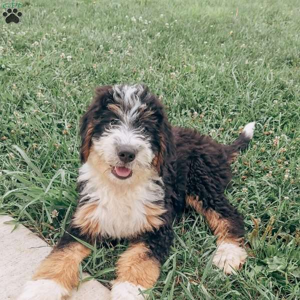 Lily, Bernedoodle Puppy