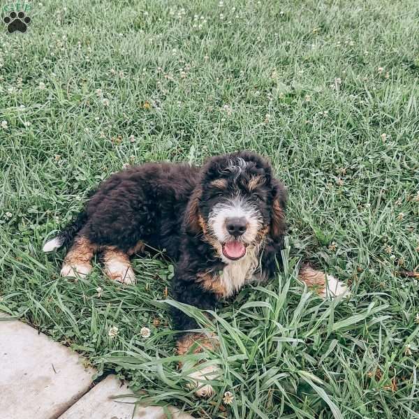 Ryker, Bernedoodle Puppy