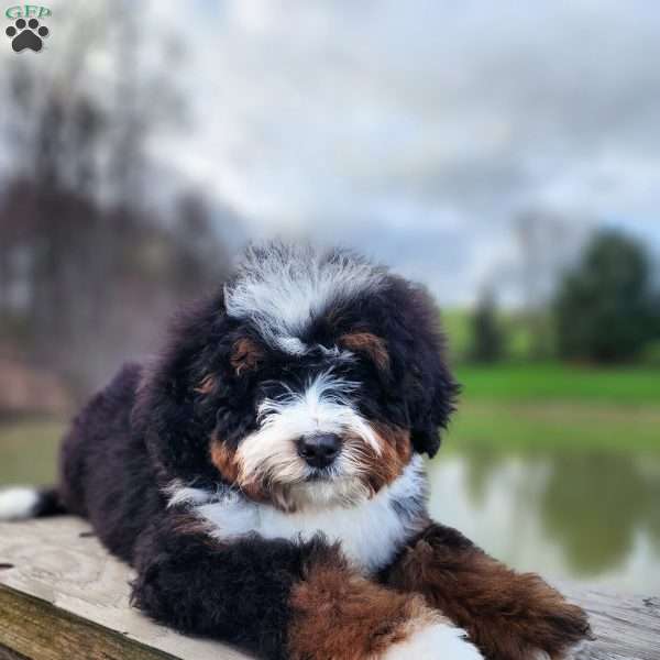 Mercedes Benz, Mini Bernedoodle Puppy