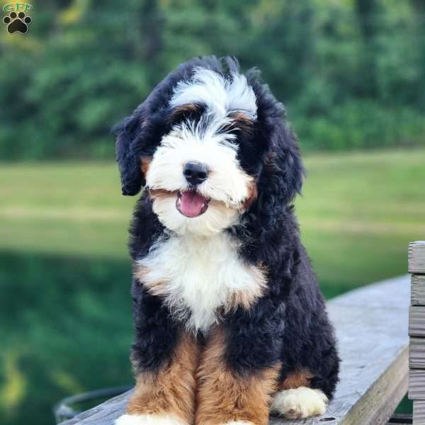 GT’S Sweet Waffles, Mini Bernedoodle Puppy