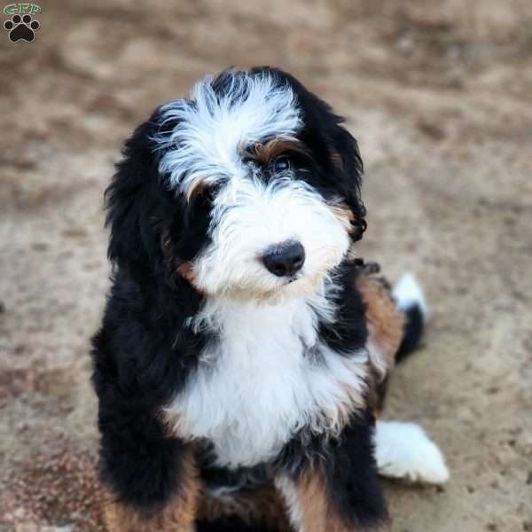 Bubbles, Bernedoodle Puppy