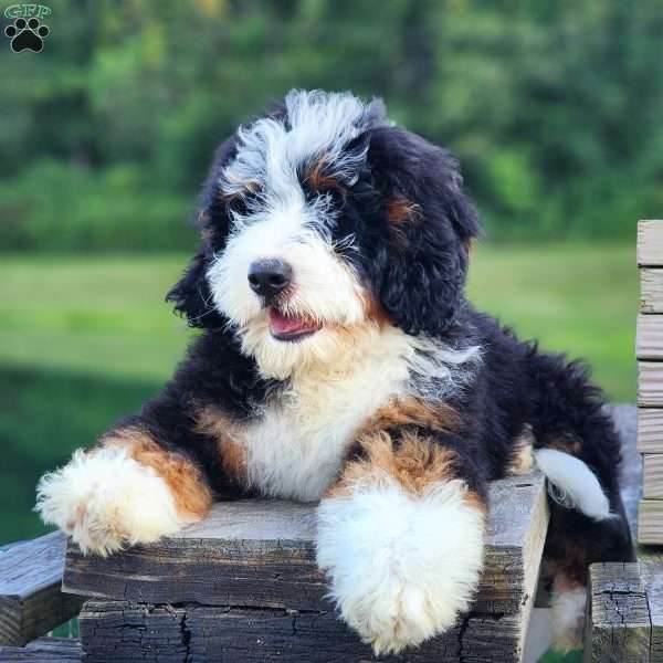 Mr Beast, Bernedoodle Puppy