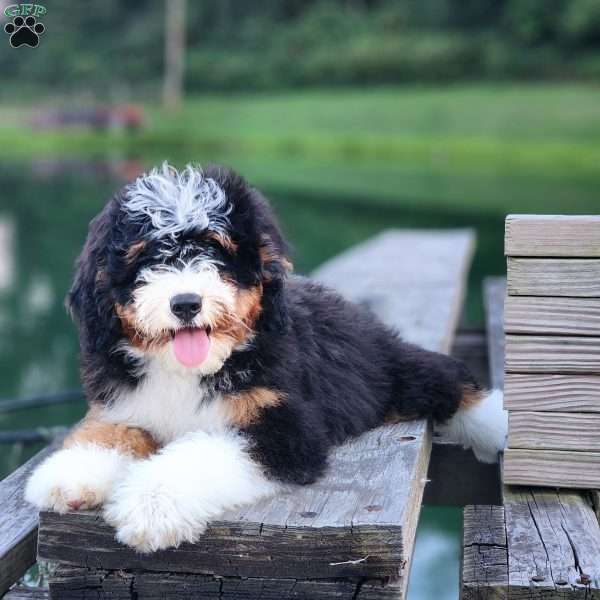 GT’S Joyful Jolly, Mini Bernedoodle Puppy