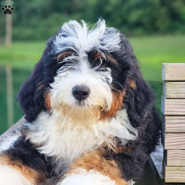 Butterball, Bernedoodle Puppy