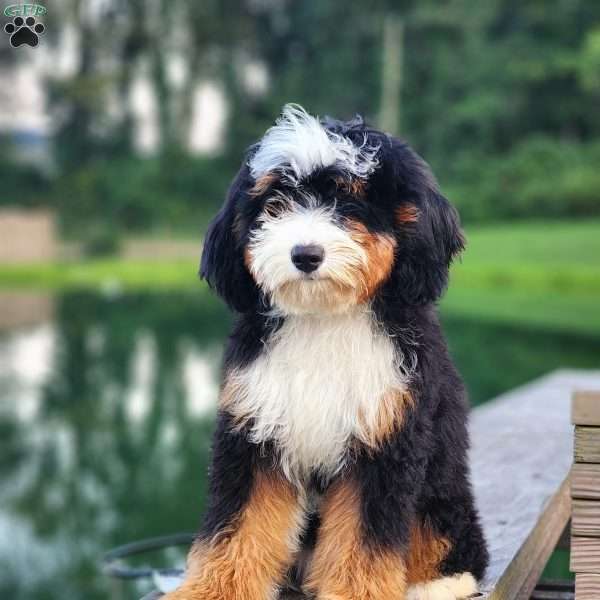 Jellybean, Bernedoodle Puppy