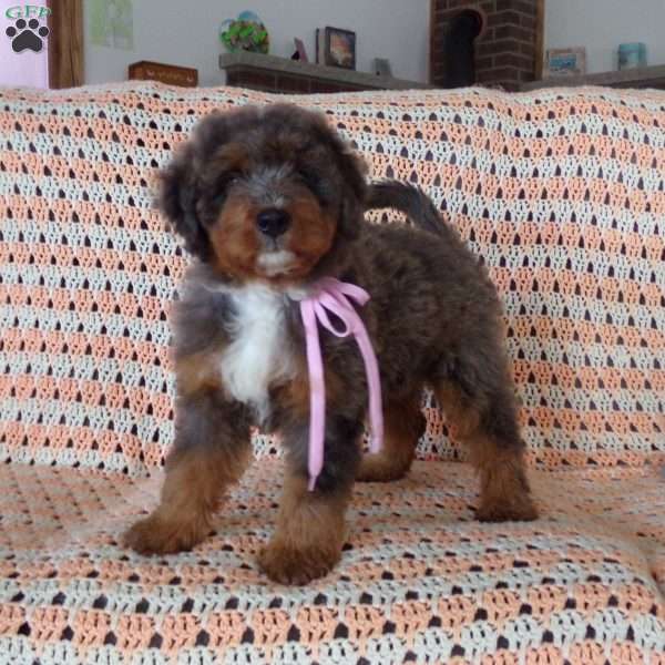 Pearl, Mini Bernedoodle Puppy