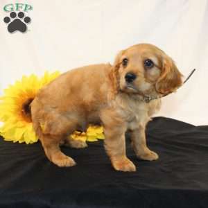 Zaine, Miniature Golden Retriever Puppy