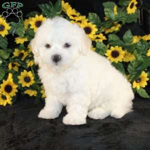 Applebud, Bichon Frise Puppy