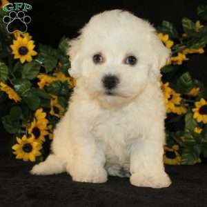 Abigail, Bichon Frise Puppy