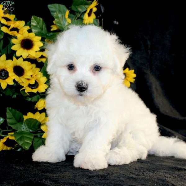 Archie, Bichon Frise Puppy