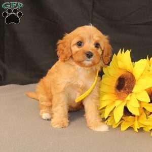 Kelly, Cavapoo Puppy