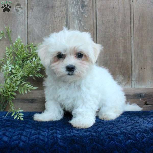 Kristy, Maltese Puppy