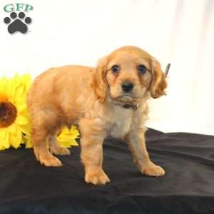 Zaine, Miniature Golden Retriever Puppy