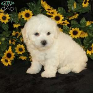 Applebud, Bichon Frise Puppy