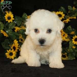 Abigail, Bichon Frise Puppy