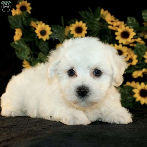 Ace, Bichon Frise Puppy