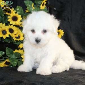 Archie, Bichon Frise Puppy