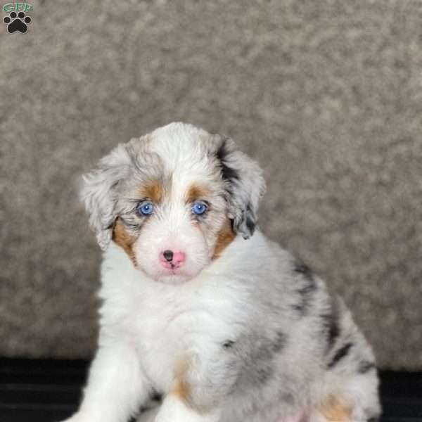 Tiana, Mini Aussiedoodle Puppy