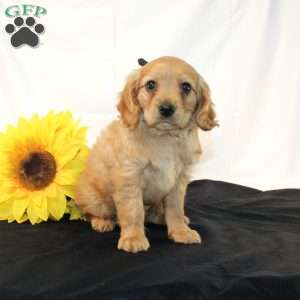 Zaine, Miniature Golden Retriever Puppy