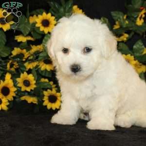 Applebud, Bichon Frise Puppy