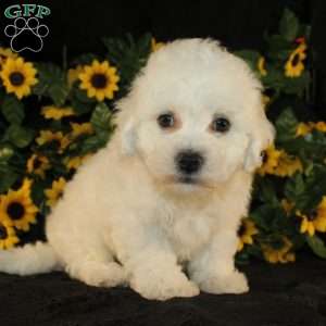 Abigail, Bichon Frise Puppy