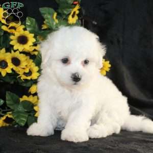 Archie, Bichon Frise Puppy