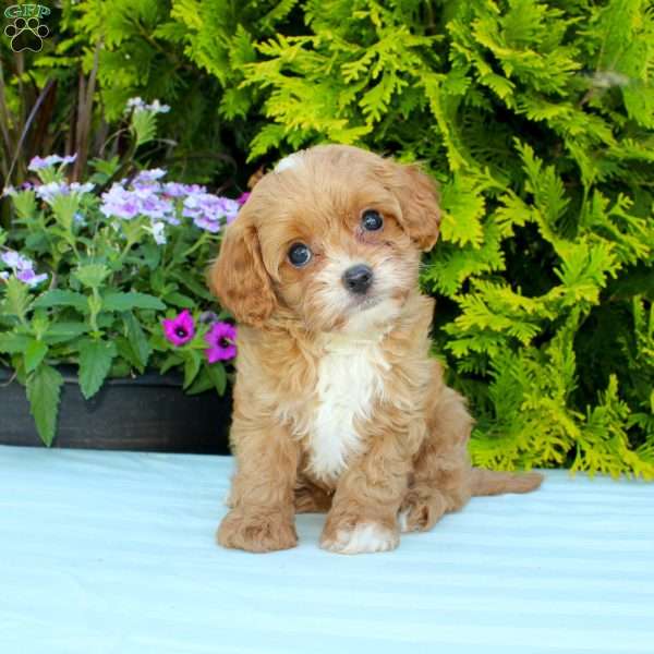 Carrie, Cavapoo Puppy