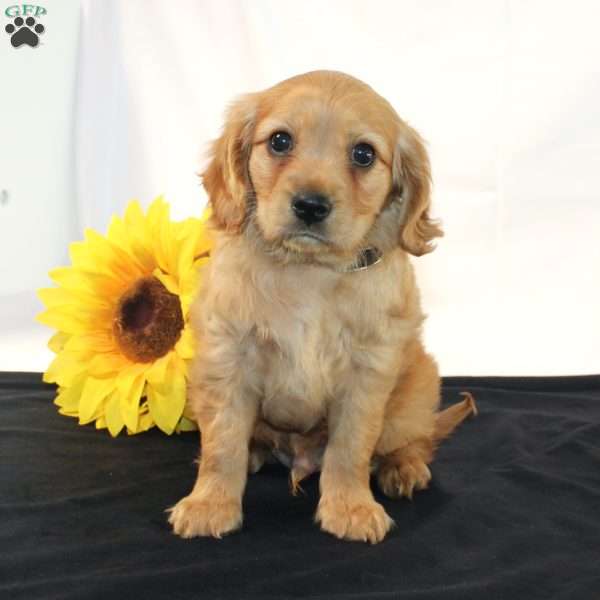 Zaine, Miniature Golden Retriever Puppy