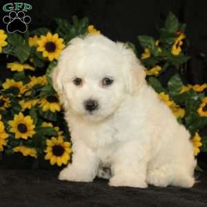 Applebud, Bichon Frise Puppy