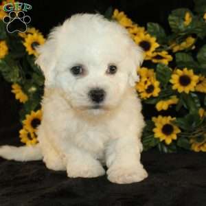 Abigail, Bichon Frise Puppy