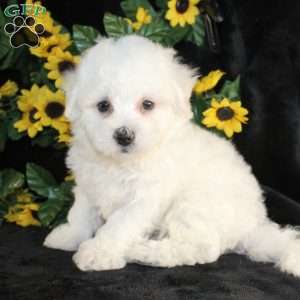 Archie, Bichon Frise Puppy