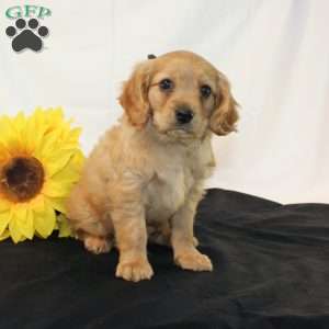 Zaine, Miniature Golden Retriever Puppy