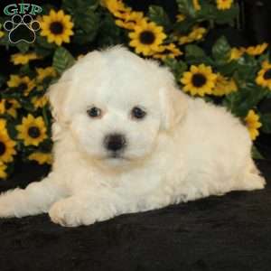 Applebud, Bichon Frise Puppy