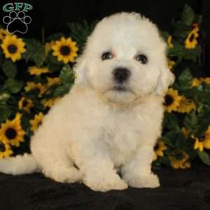 Abigail, Bichon Frise Puppy