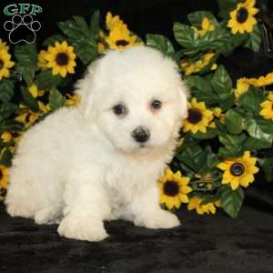 Archie, Bichon Frise Puppy